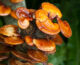 Benefits of Ganoderma with Café | Best Blends for Your Wellness