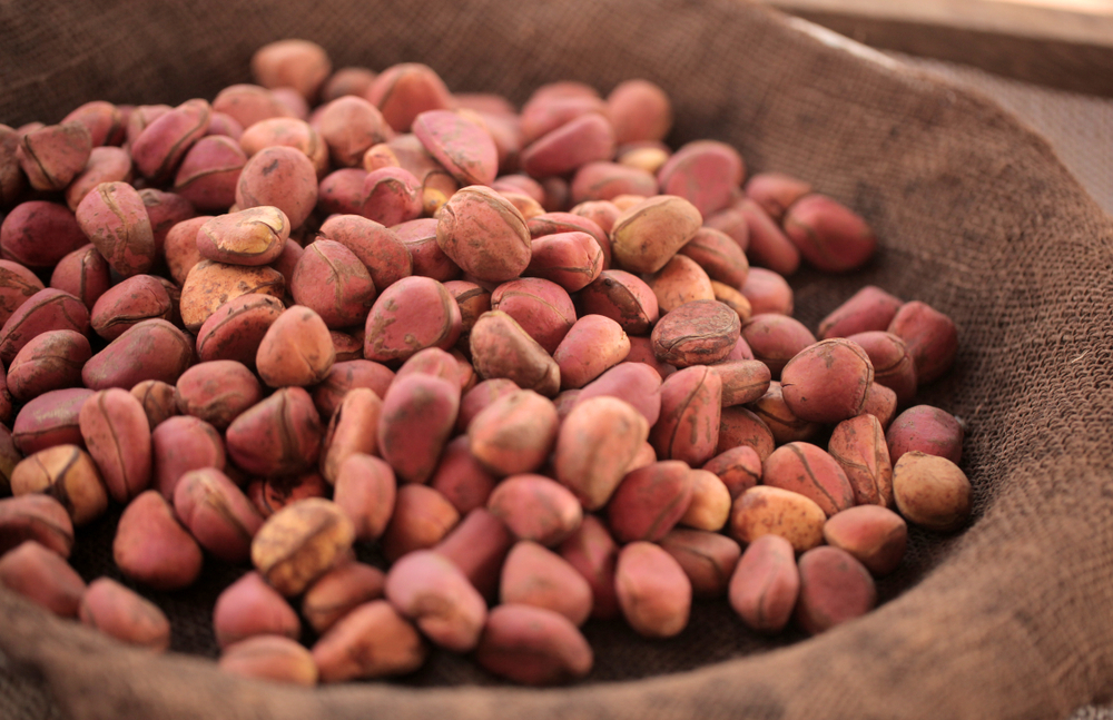 Benefits of Kola Nut To The Body